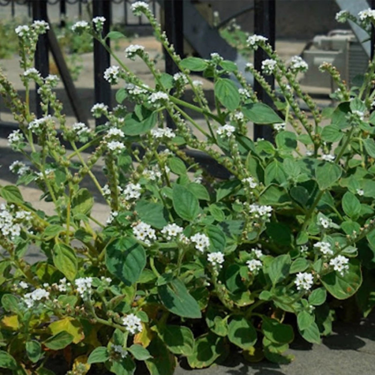 بوته گل آفتاب پرست