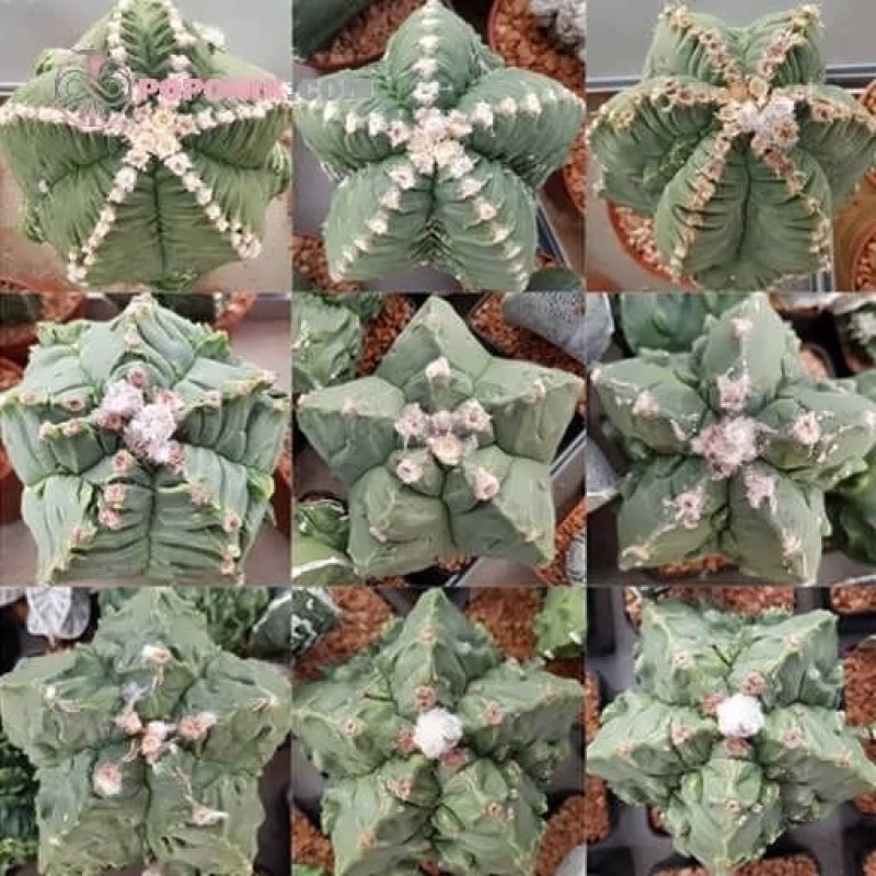 کاکتوس آستروفیتوم کیکو میکس