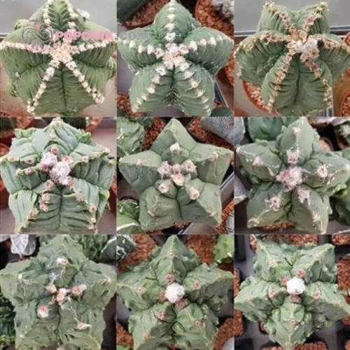 کاکتوس آستروفیتوم کیکو میکس