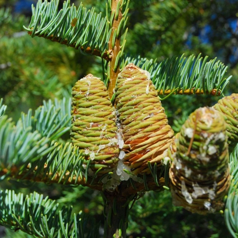 کاج نراد لوویانا