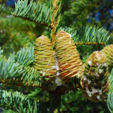 کاج نراد لوویانا